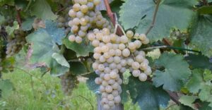 Greco di Tufo DOCG: il vino irpino che esalta la cucina mari e monti vigneto di Greco di Tufo DOCG