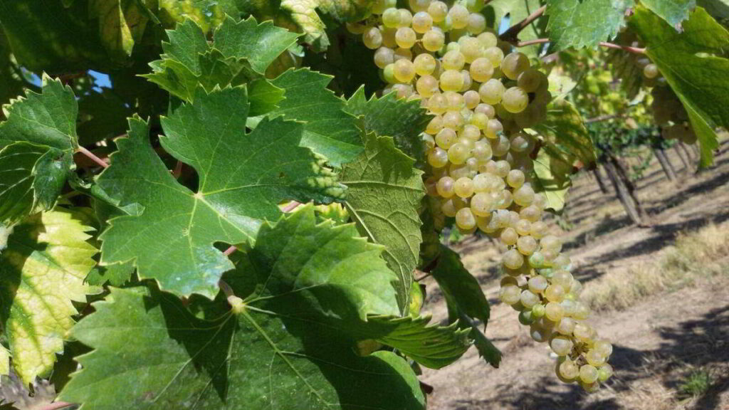 Fiano di Avellino DOCG