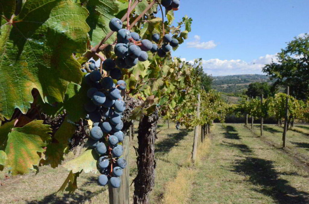 I vini dell'irpinia