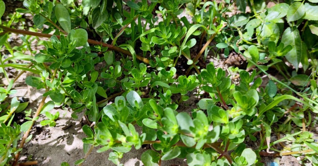 Portulaca