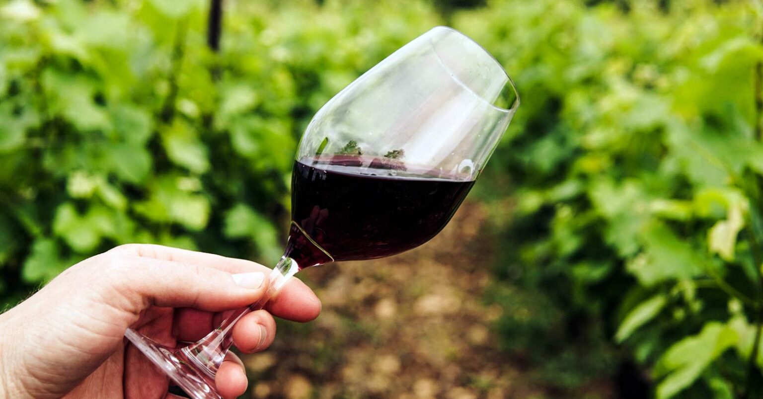 vino