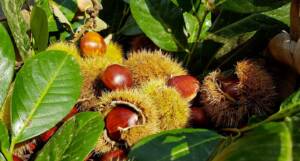 Castagne