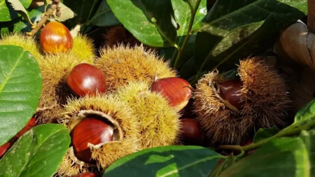 Dove conservare le castagne fresche, gli errori da evitare per non farle ammuffire Castagne fresche ancora nei ricci spinosi tra le foglie verdi del castagno, prima della raccolta e della conservazione